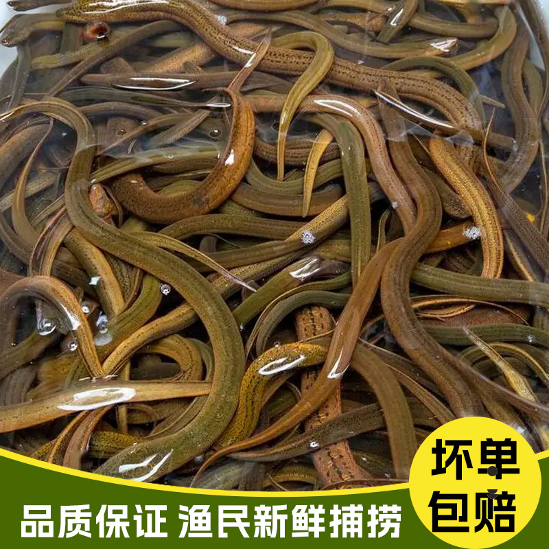 大林水产野生黄鳝  野生鳝鱼 土鳝鱼活发鳝鱼 