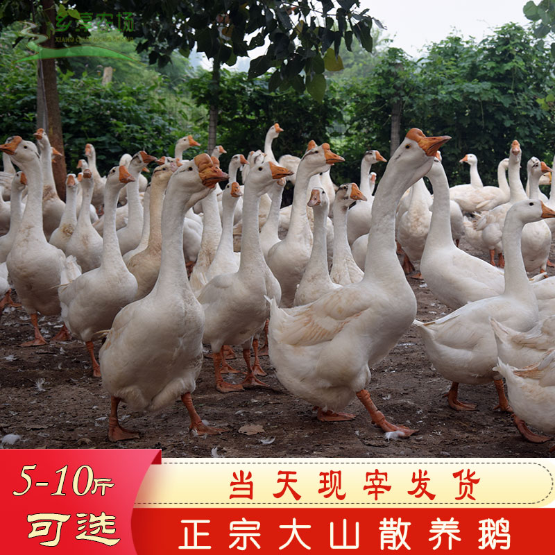 农家散养现杀老鹅青年鹅肉新鲜大鹅正宗土鹅大包鹅整只大小可选