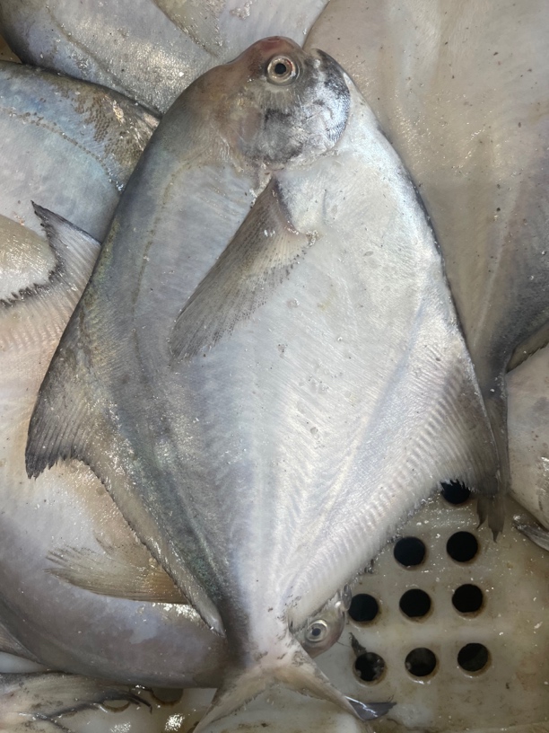 银鲳鱼（5-6两一条）