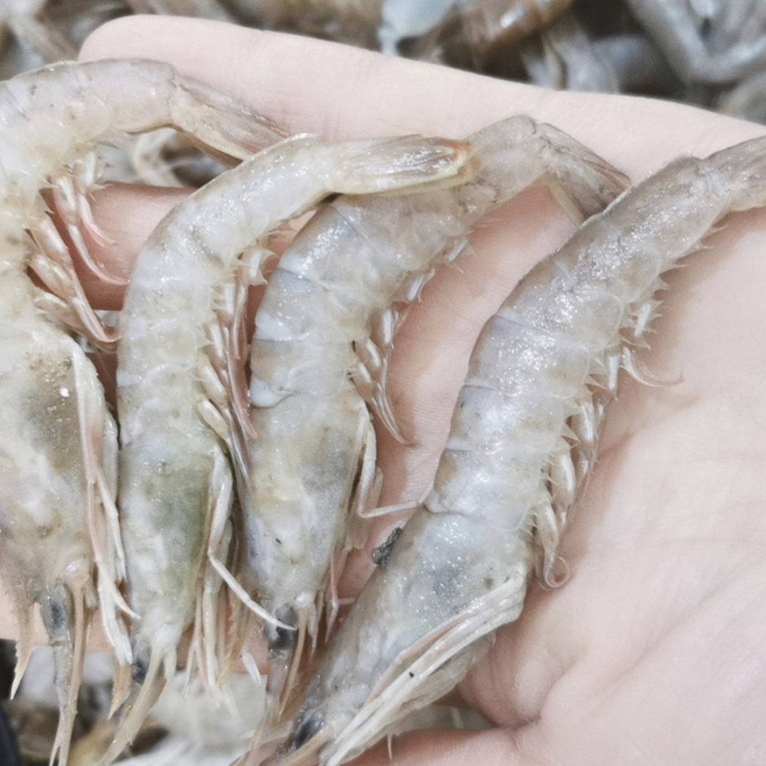 铁皮虾 （只能剥虾仁的虾，冷冻发货会氧化变色不懂勿拍）