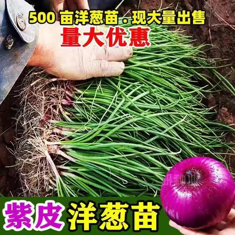 紫皮洋葱苗子洋葱秧苗洋葱种植苗红皮洋葱苗基地培育抗病高甜