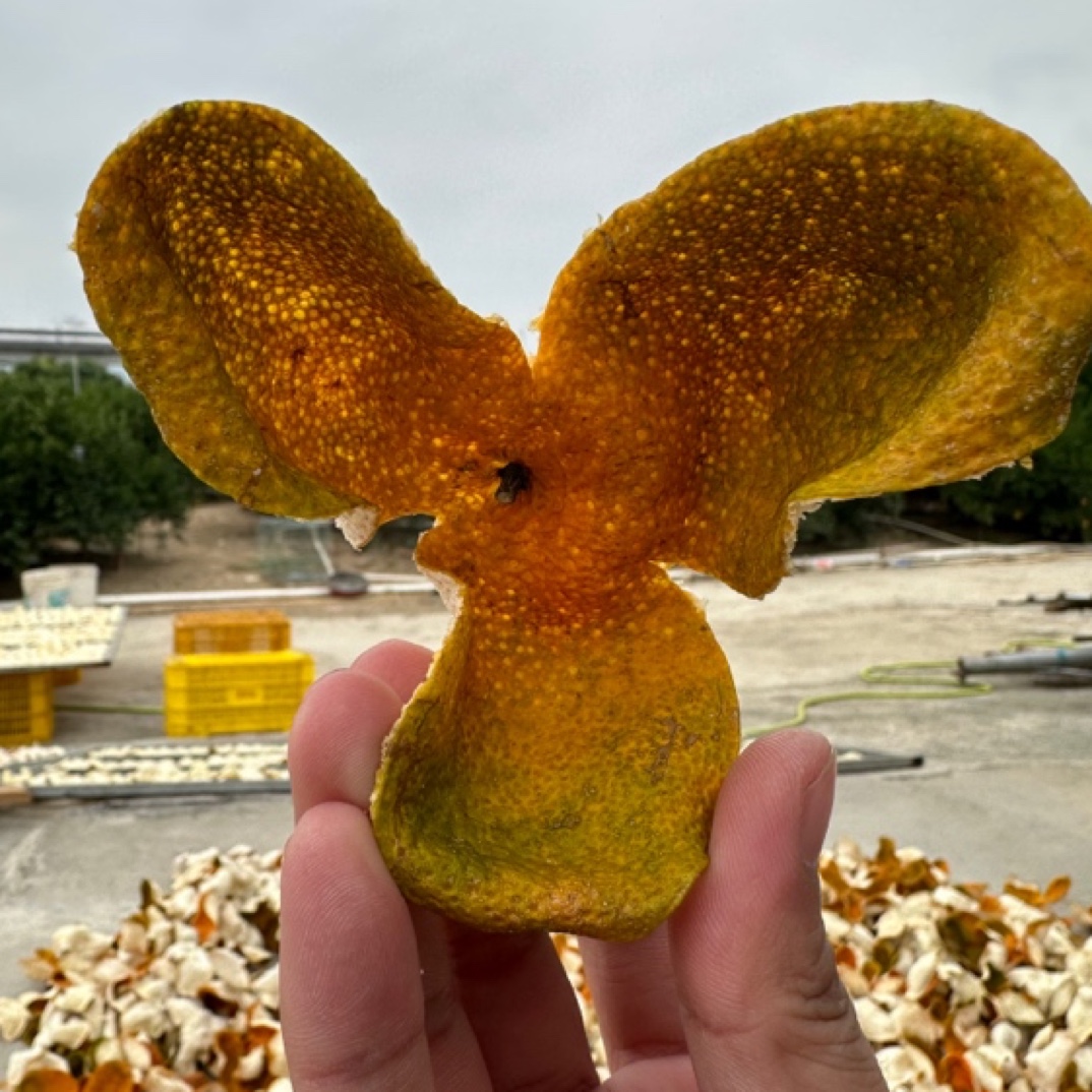 2023年东甲驳枝大红正宗新会陈皮核心产地原产地自然生晒干仓储存