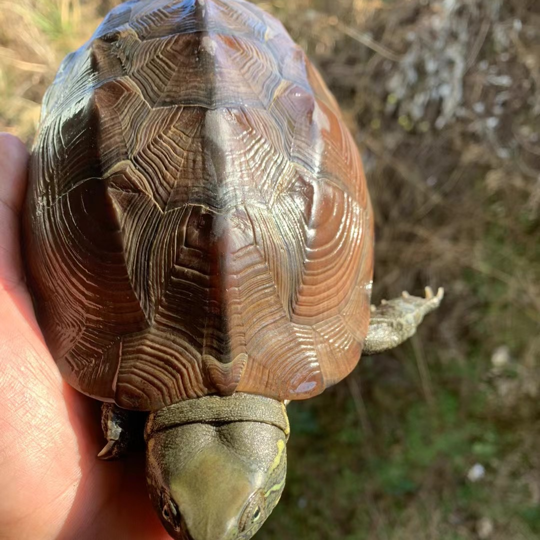 【直播间选龟链接】中华草龟乌龟草龟墨龟，挑完龟再下单，私拍不发！