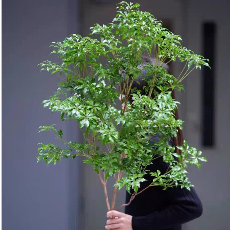 【那些花儿】进口马醉木 居家小森林 室内水培轻奢高级感氛围感绿植