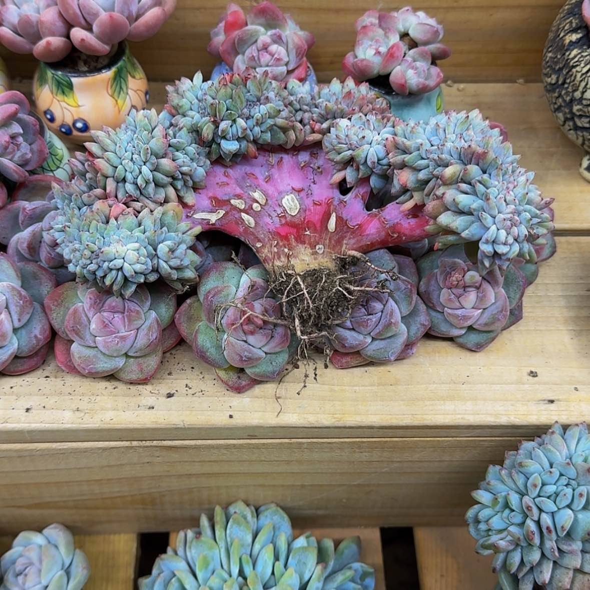 【闪购商品】嗨**J