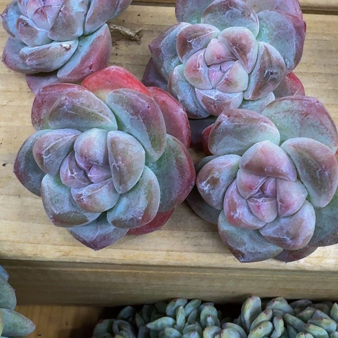 【闪购商品】毛*崽园长