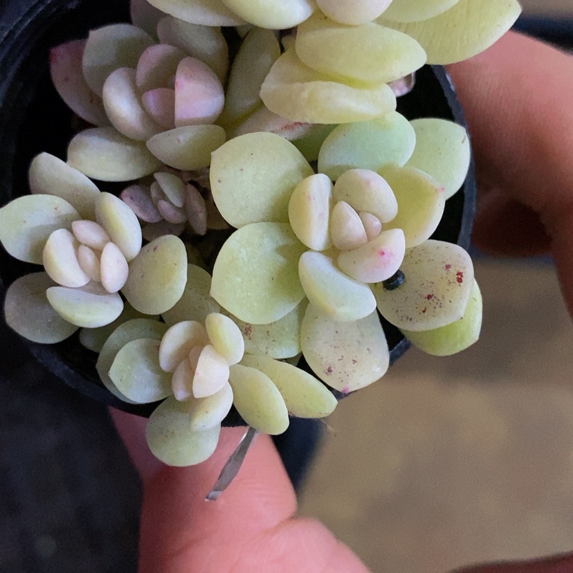 【闪购商品】嗨**J