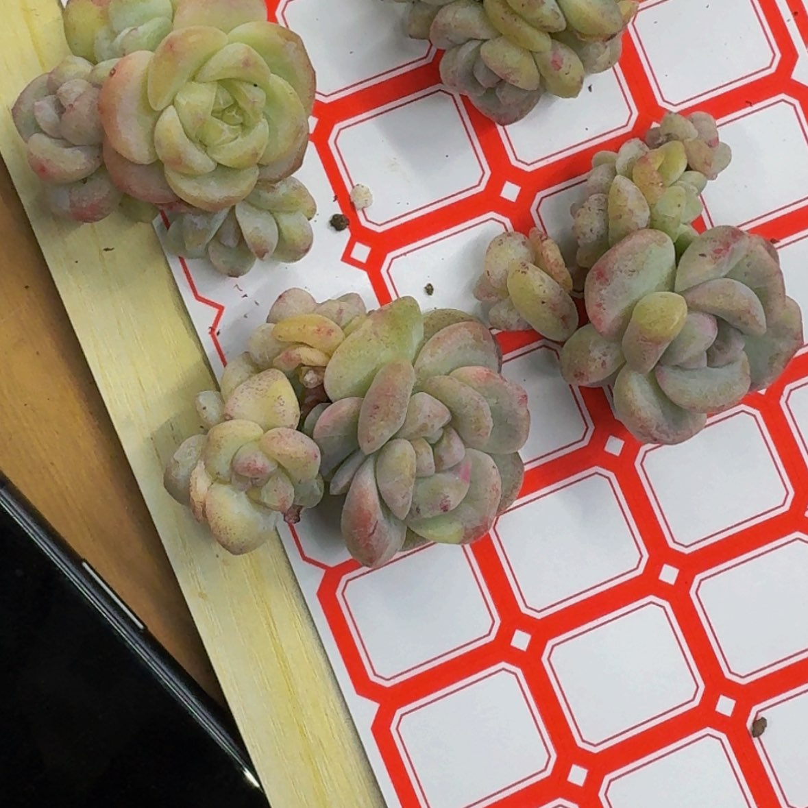【闪购商品】嗨**J四颗