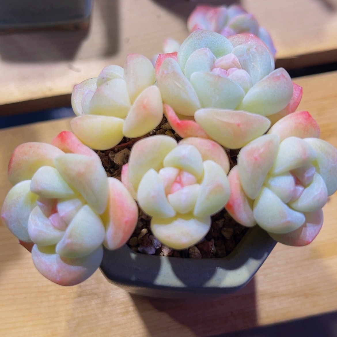 【闪购商品】٭****c