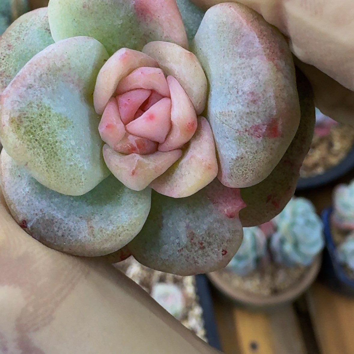 【闪购商品】٭****c