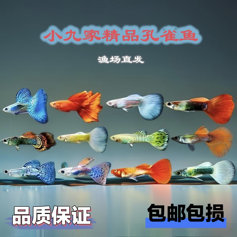 精品孔雀鱼自选直播有马印灯入缸后不赔付介意勿拍