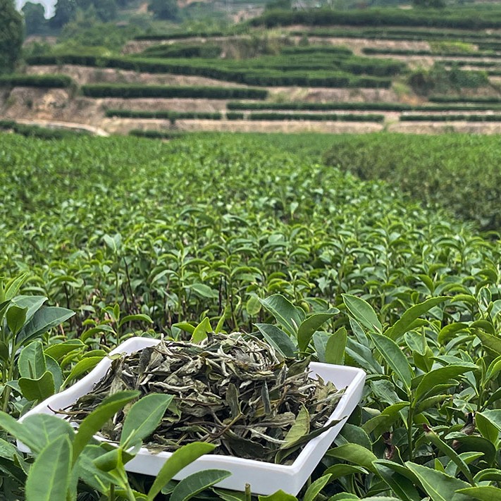 2022年福鼎白茶花香白牡丹