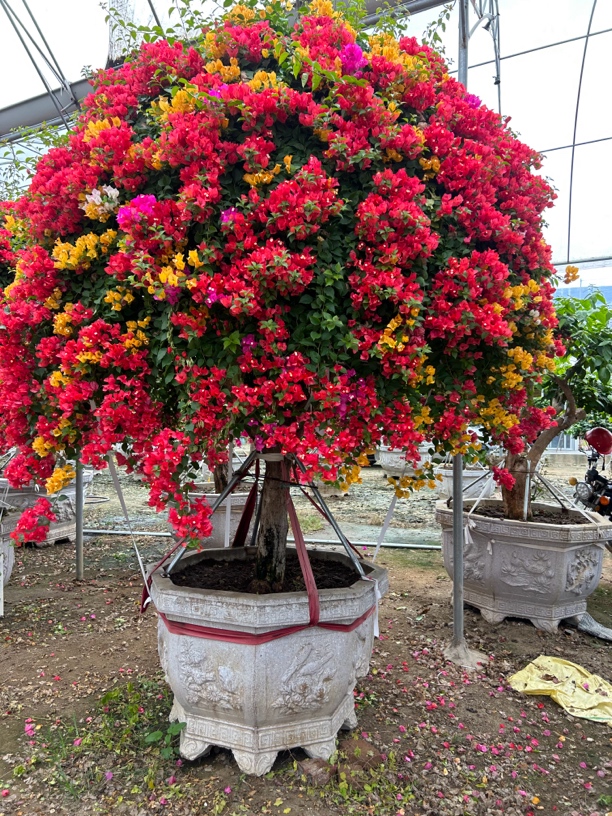 别墅庭院首选进口泰国五雀伞形