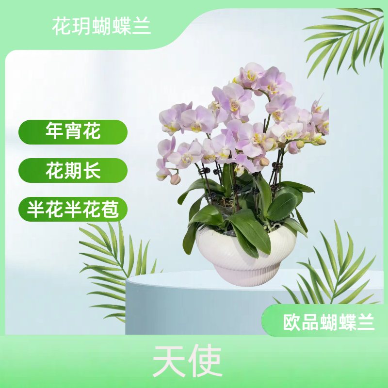 【天使】花玥  欧品花 带香味 源头基地批发 客厅卧室欧品开花 真花