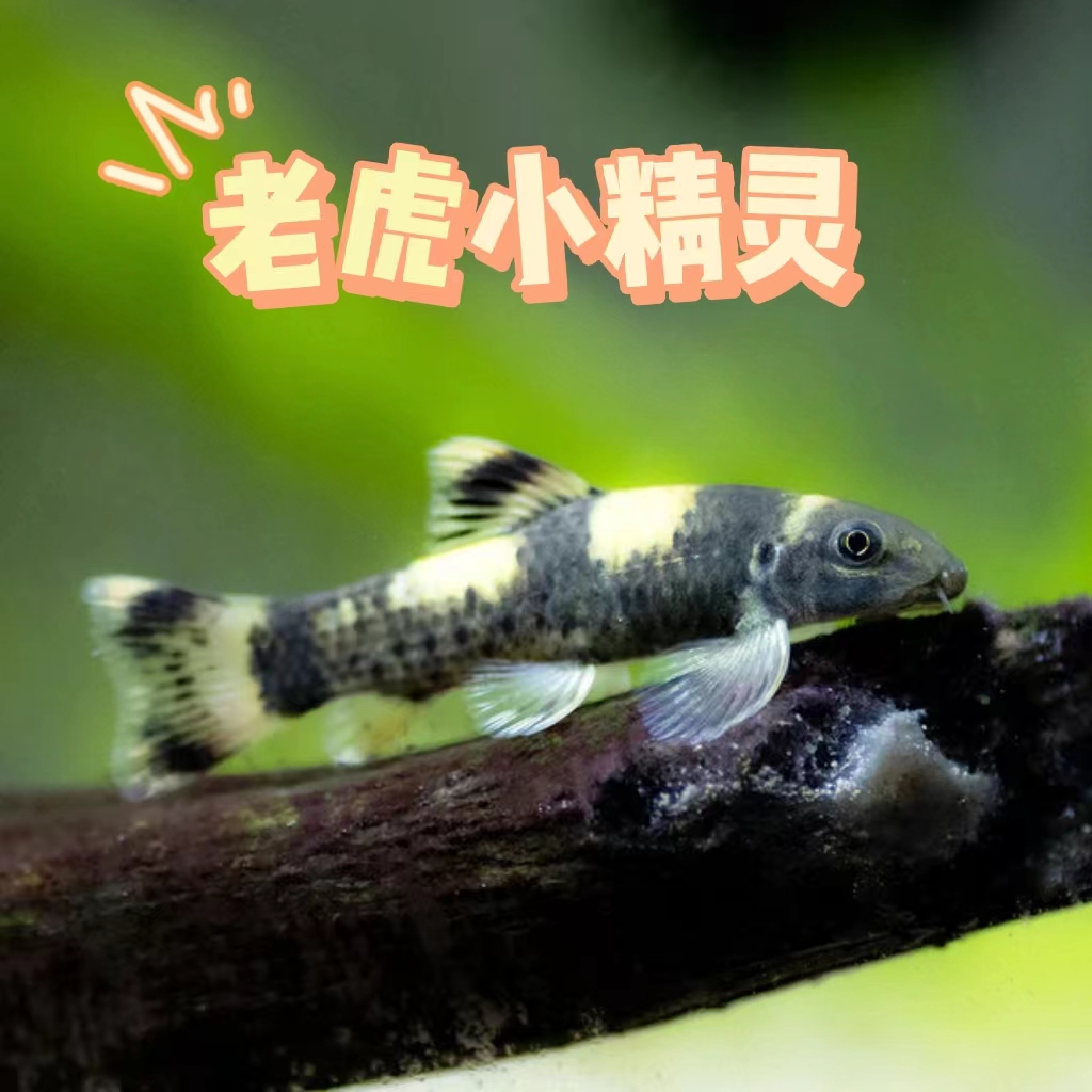 老虎小精灵印尼进口观赏鱼工具鱼除藻清洁进口鱼定水皮实好养 