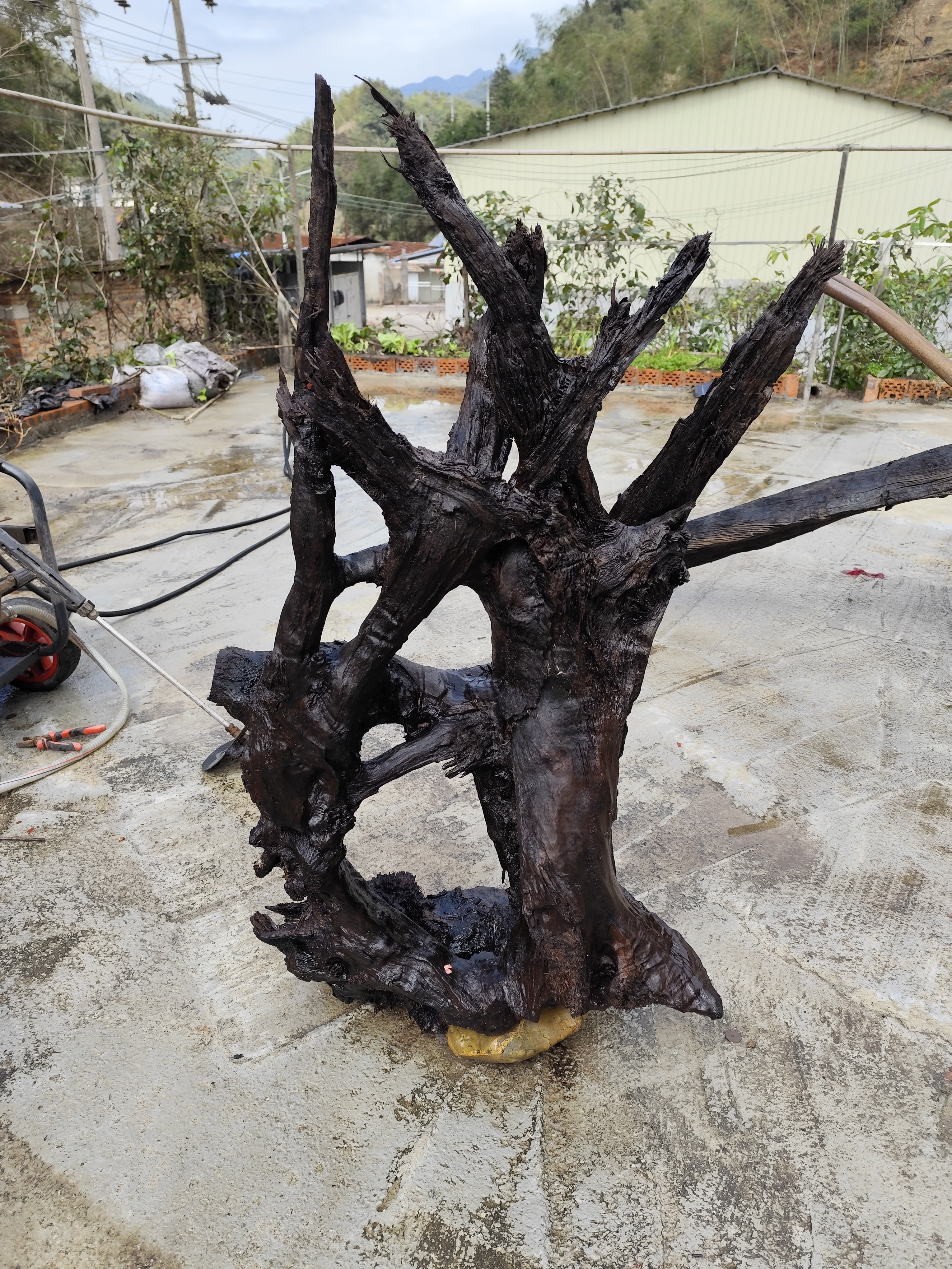 广西金秀大瑶山土埋阴沉木理在田里上百年随行摆件