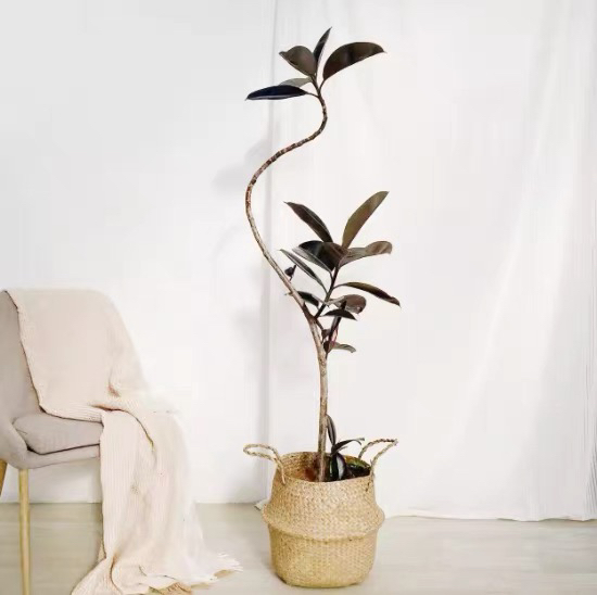 黑金刚橡皮树室内客厅大型观叶植物网红办公室好养绿植吸甲醛盆栽