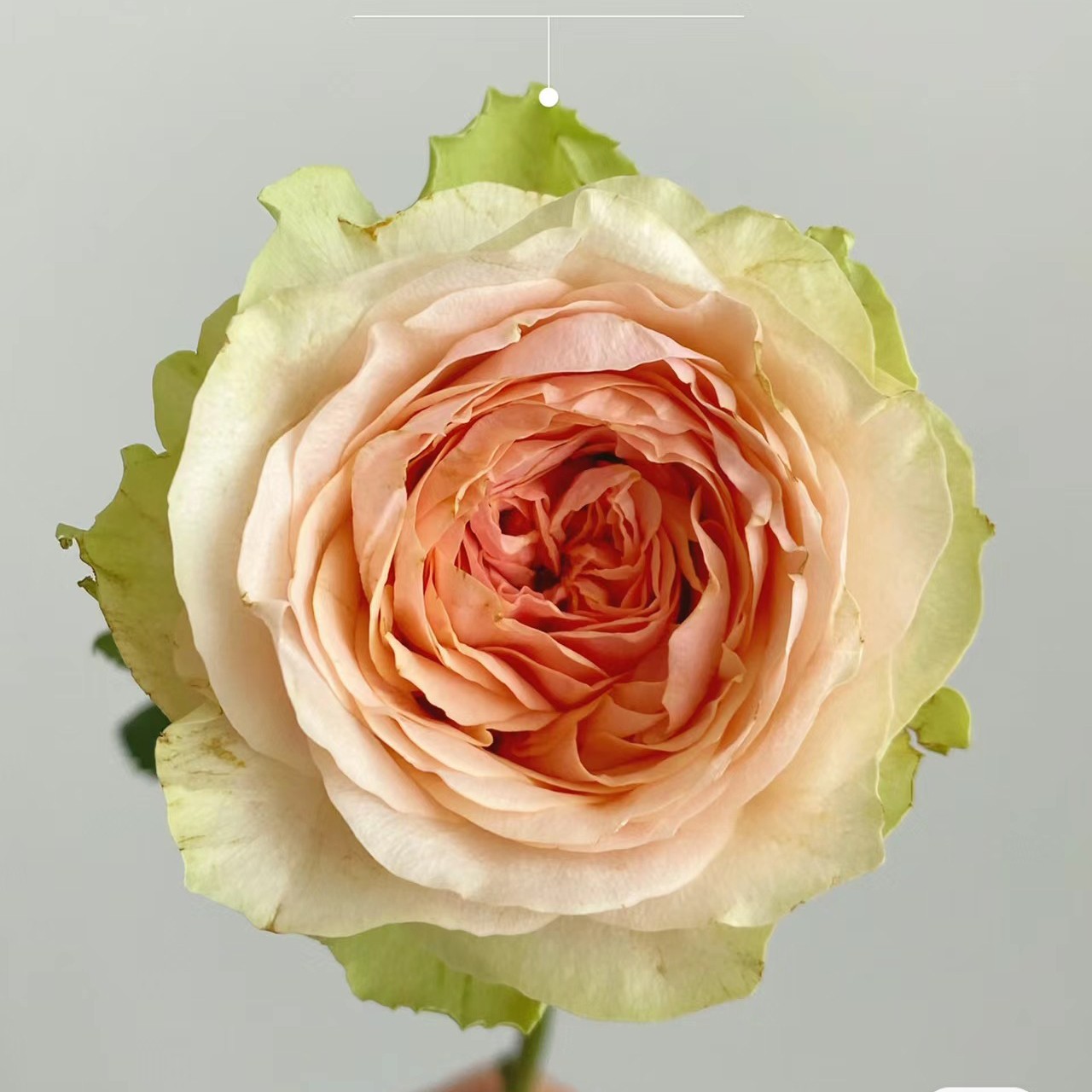 云花巷#单头玫瑰 【漫月眉】鲜花优选 顺丰直发