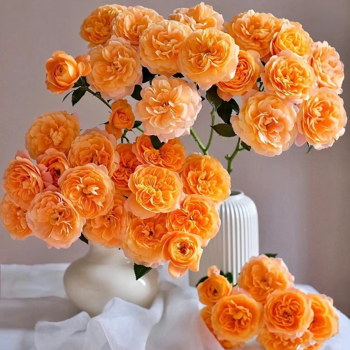 云花巷#多头玫瑰【果汁阳台】高品质鲜切花云南基地直采顺丰直发