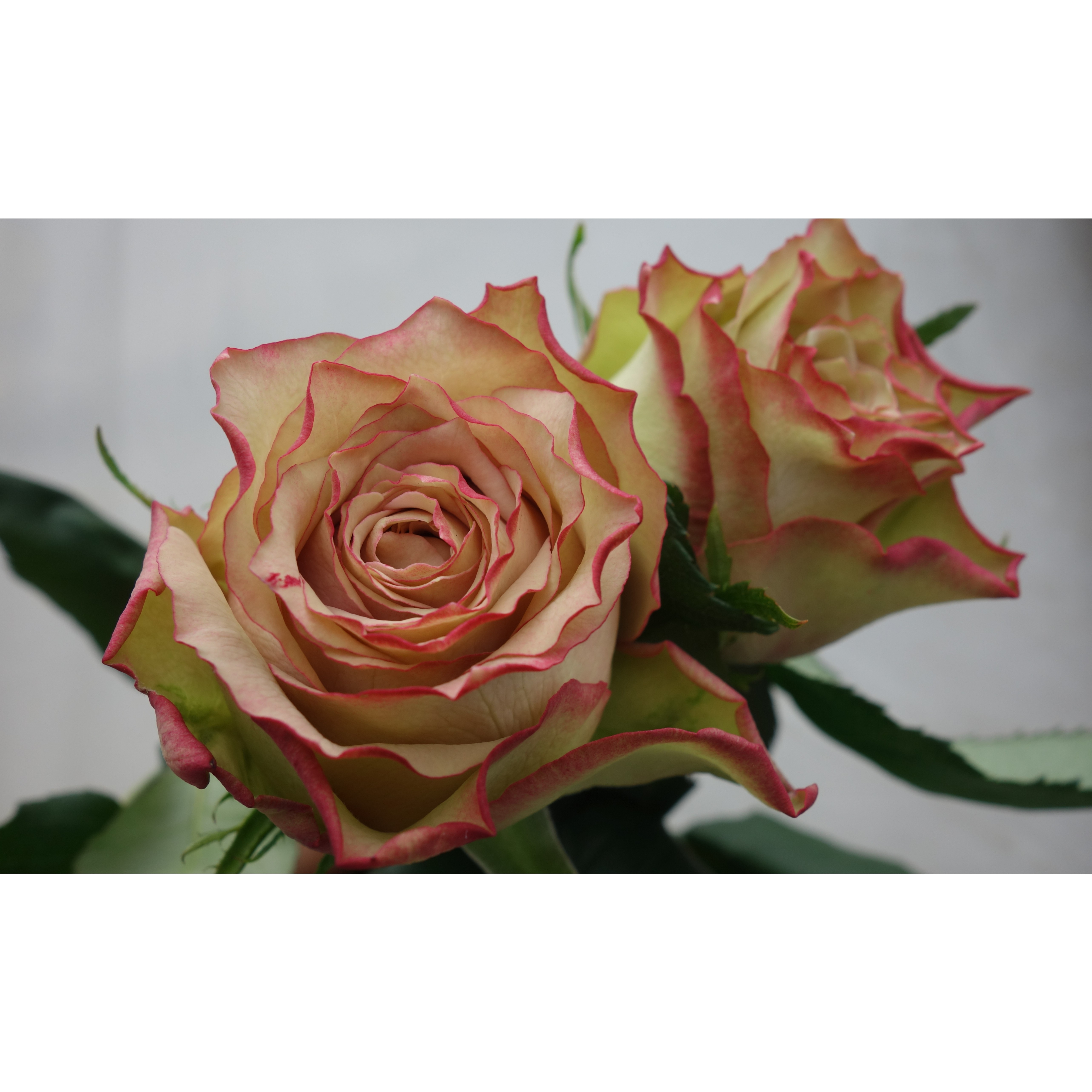 云花巷#单头玫瑰 【协奏曲】鲜花优选顺丰直发