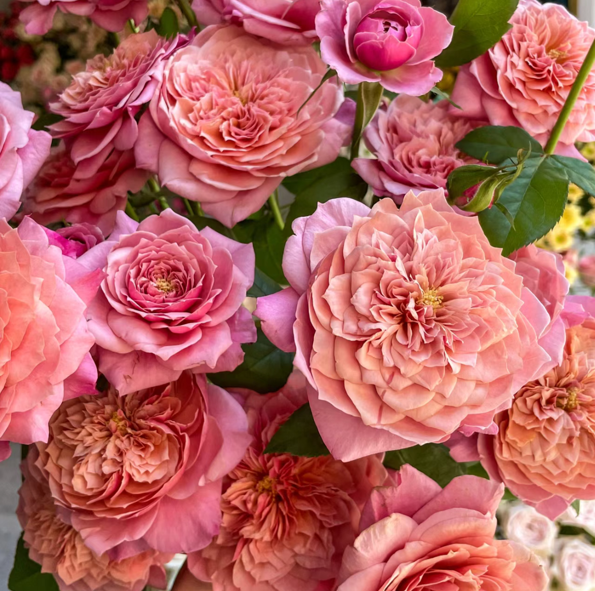 云花巷#多头玫瑰 【雅致皇后】鲜花优选 顺丰直发
