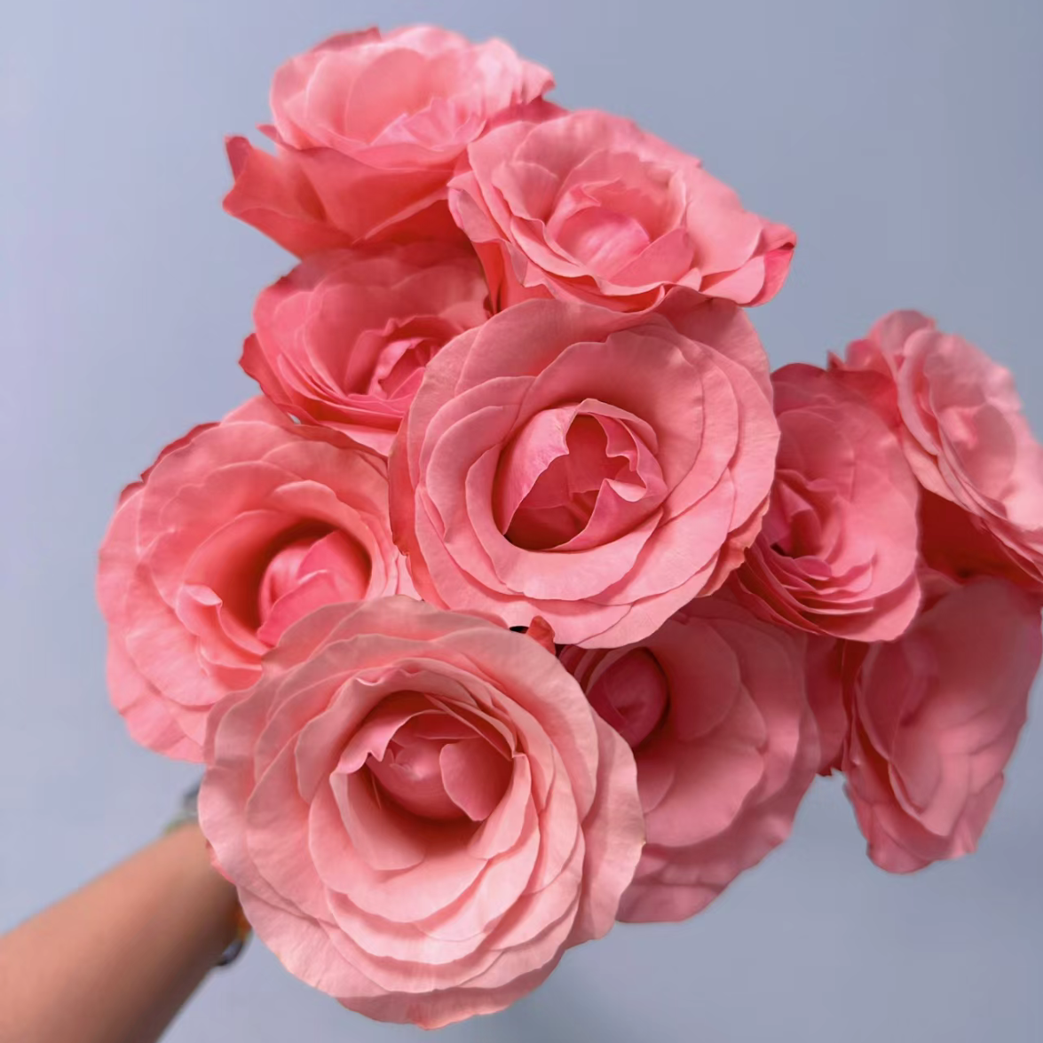 云花巷#单头玫瑰 【和弦】鲜花优选 顺丰直发