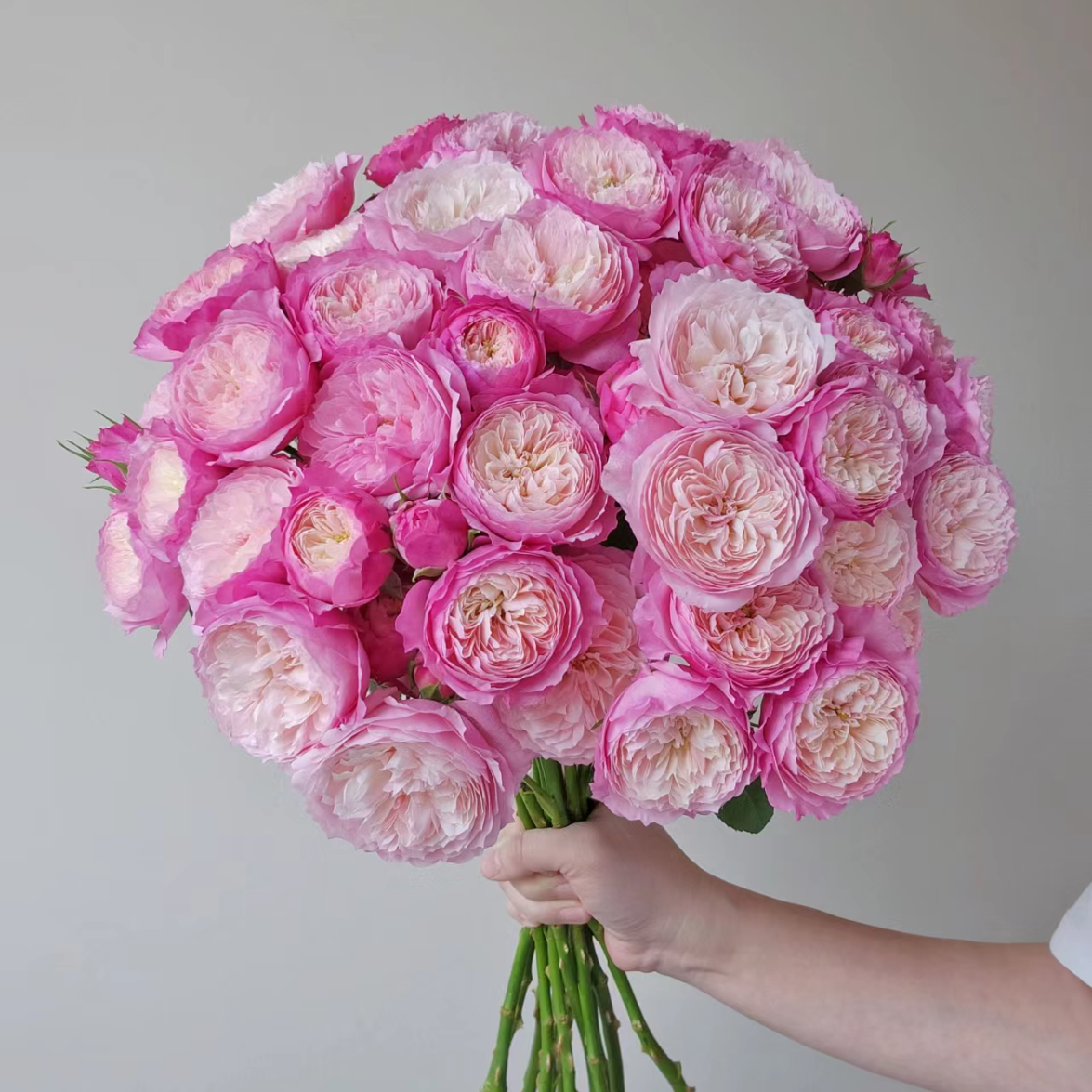 云花巷 *多头玫瑰 【康斯坦茨】鲜花优选顺丰直发