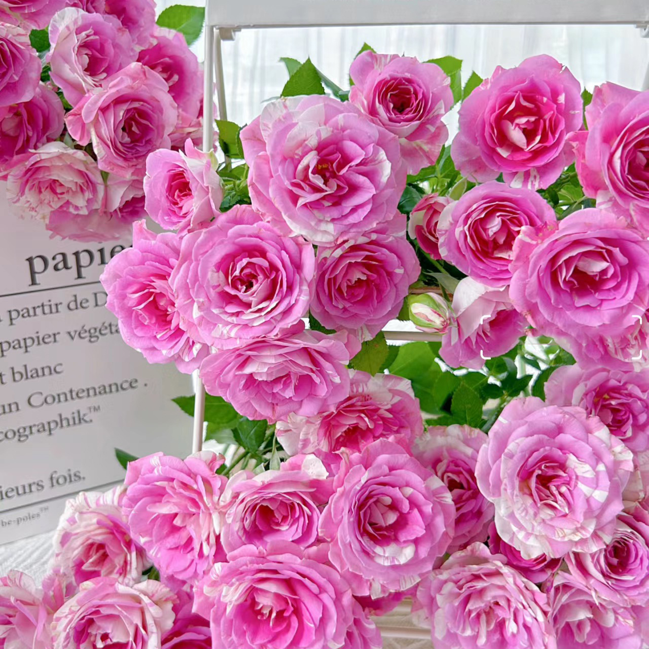 云花巷 *多头玫瑰 【蓬蓬裙礼花】鲜花优选顺丰直发