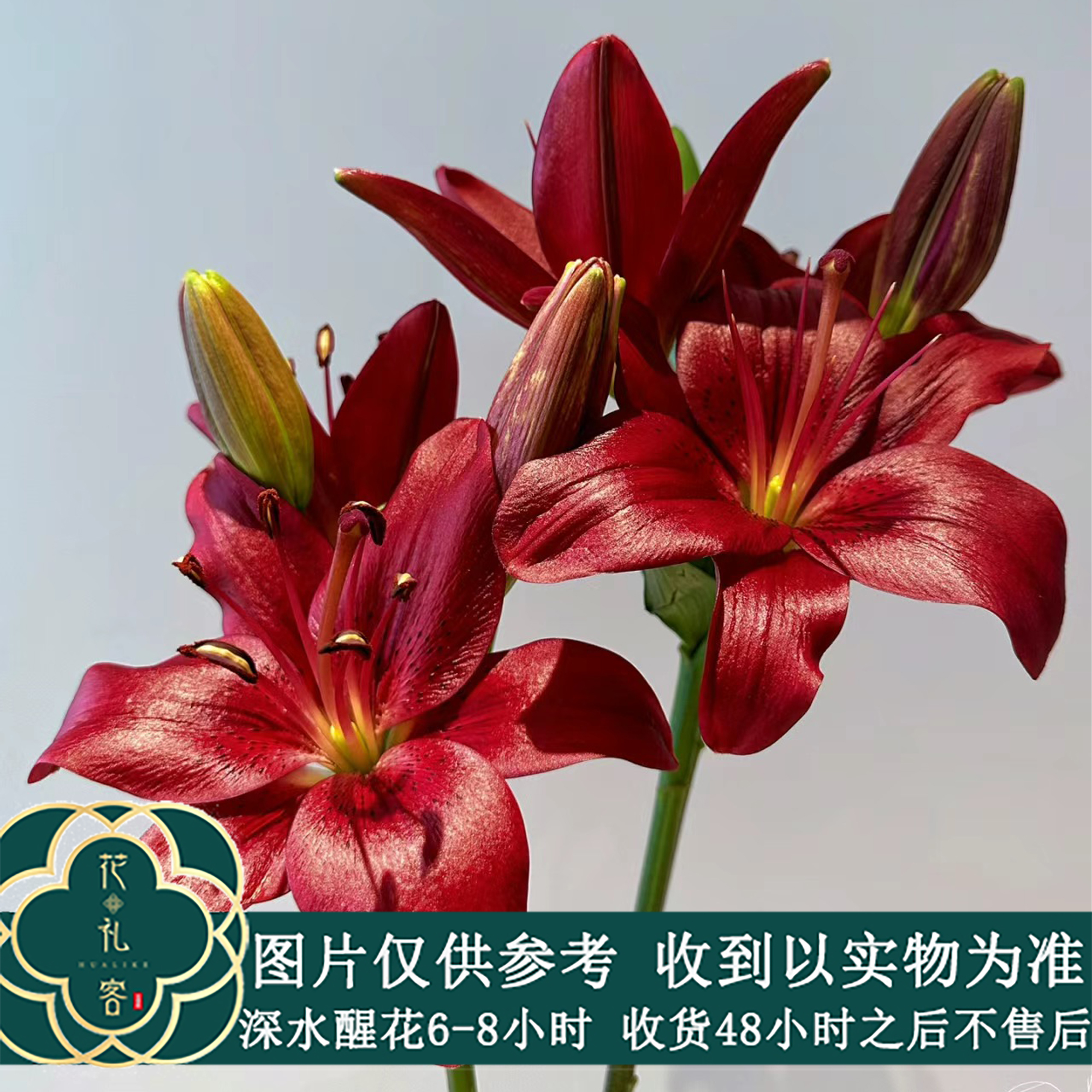 云花巷#亚百合 【黑贝壳】鲜花优选 顺丰直发