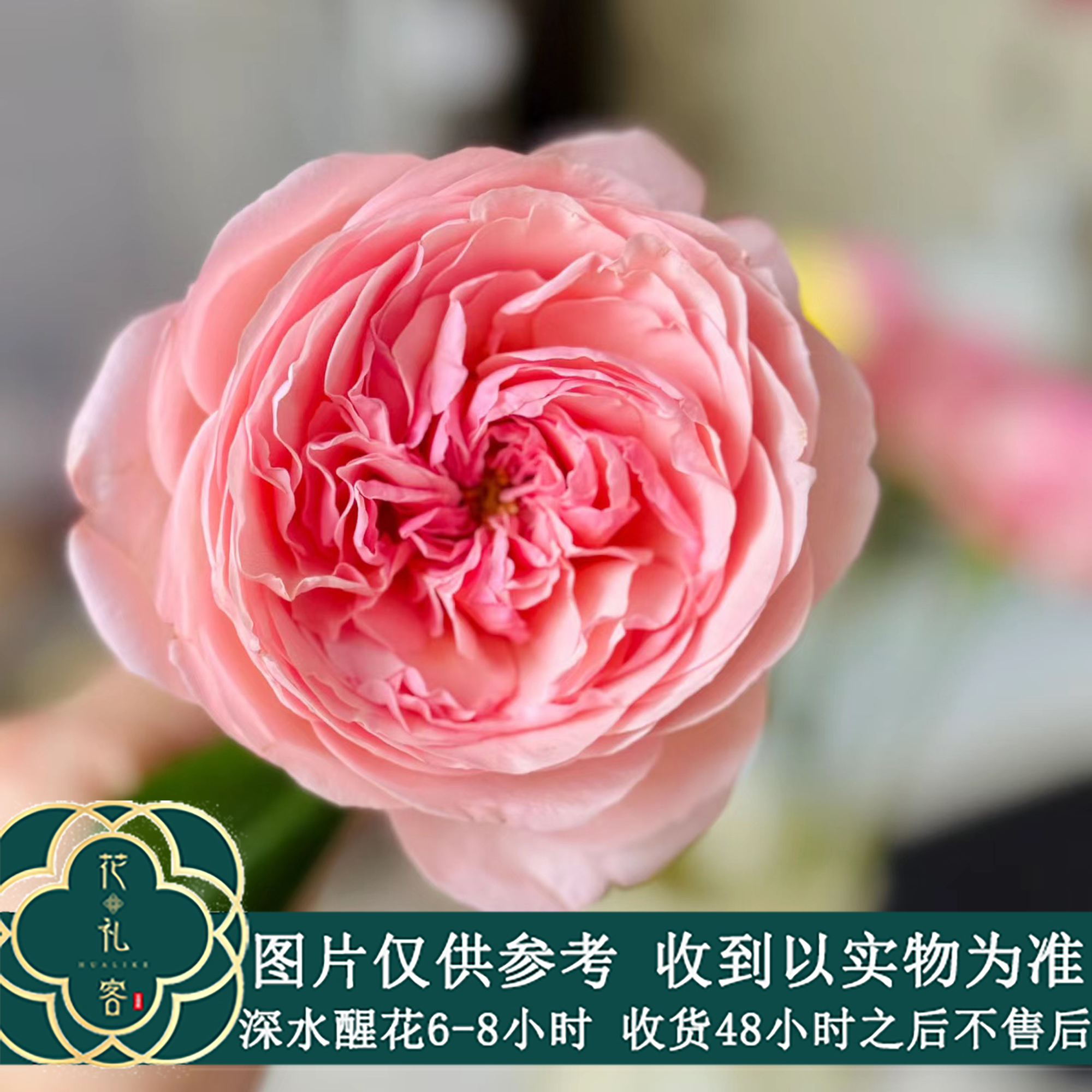云花巷#单头玫瑰 【枫丹】鲜花优选顺丰直发