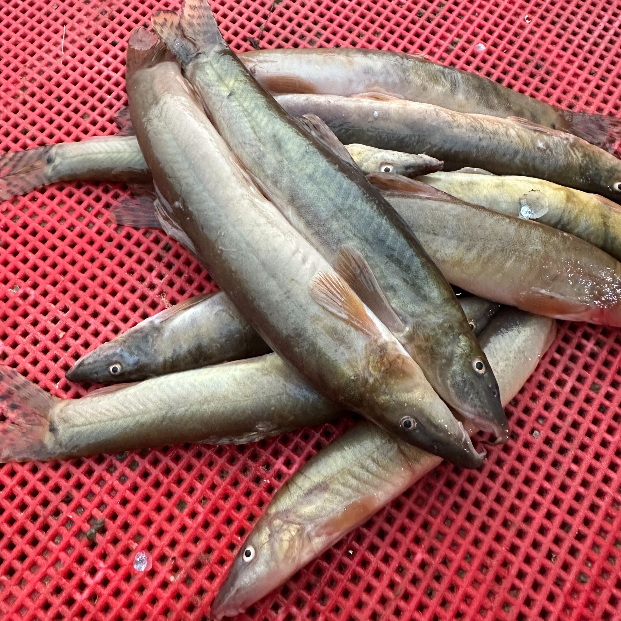 淮河新鲜现杀中华沙鳅去内脏发货