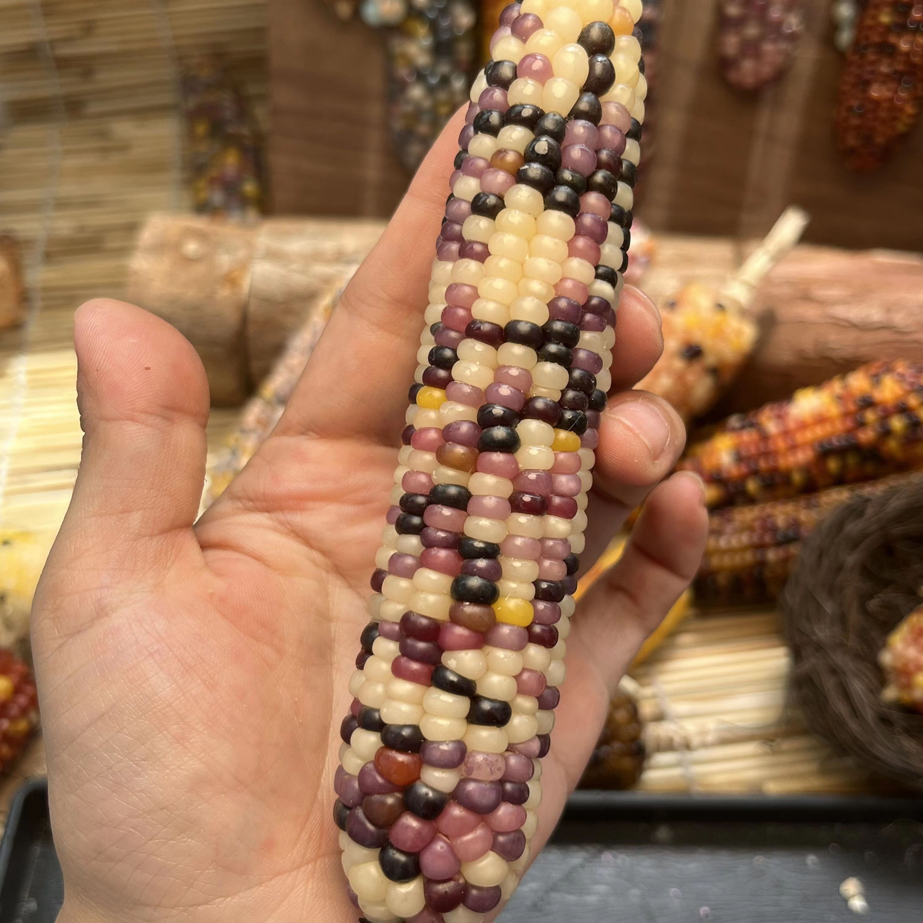 文玩玉米宝石玉米七彩玉米直播间一物一拍