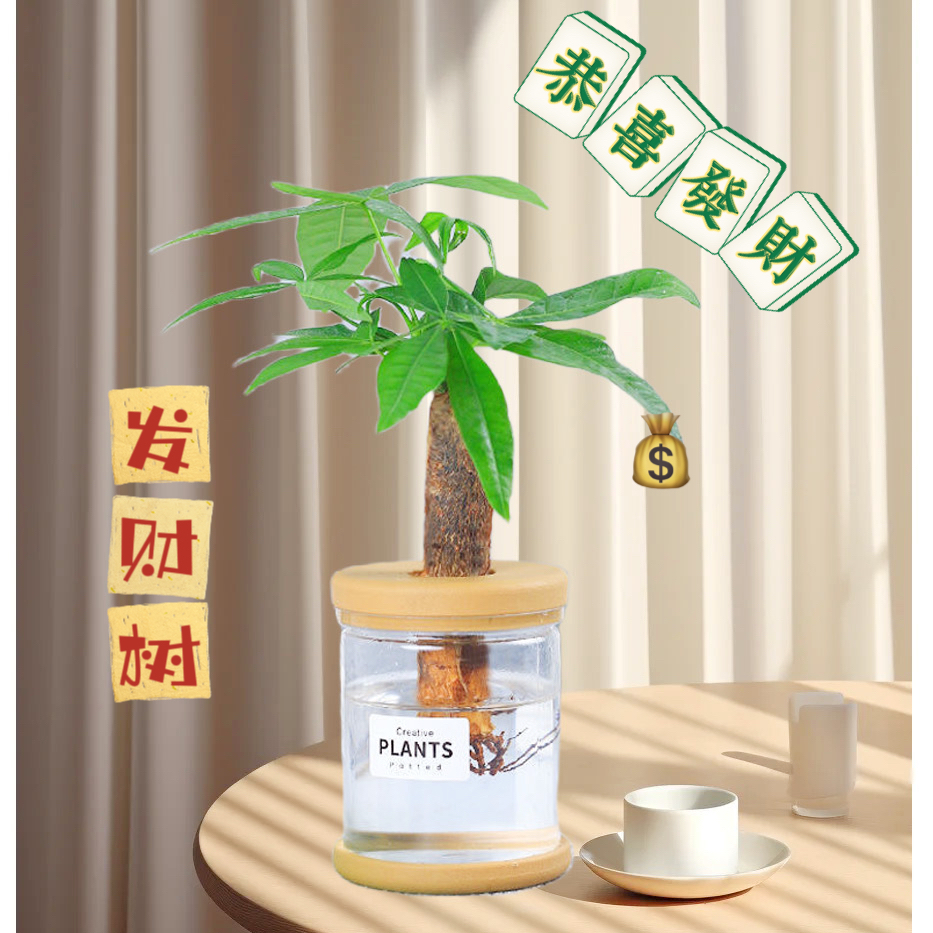 发财树】盆栽客厅办公桌面绿植好养四季常青水培植物客厅发财树