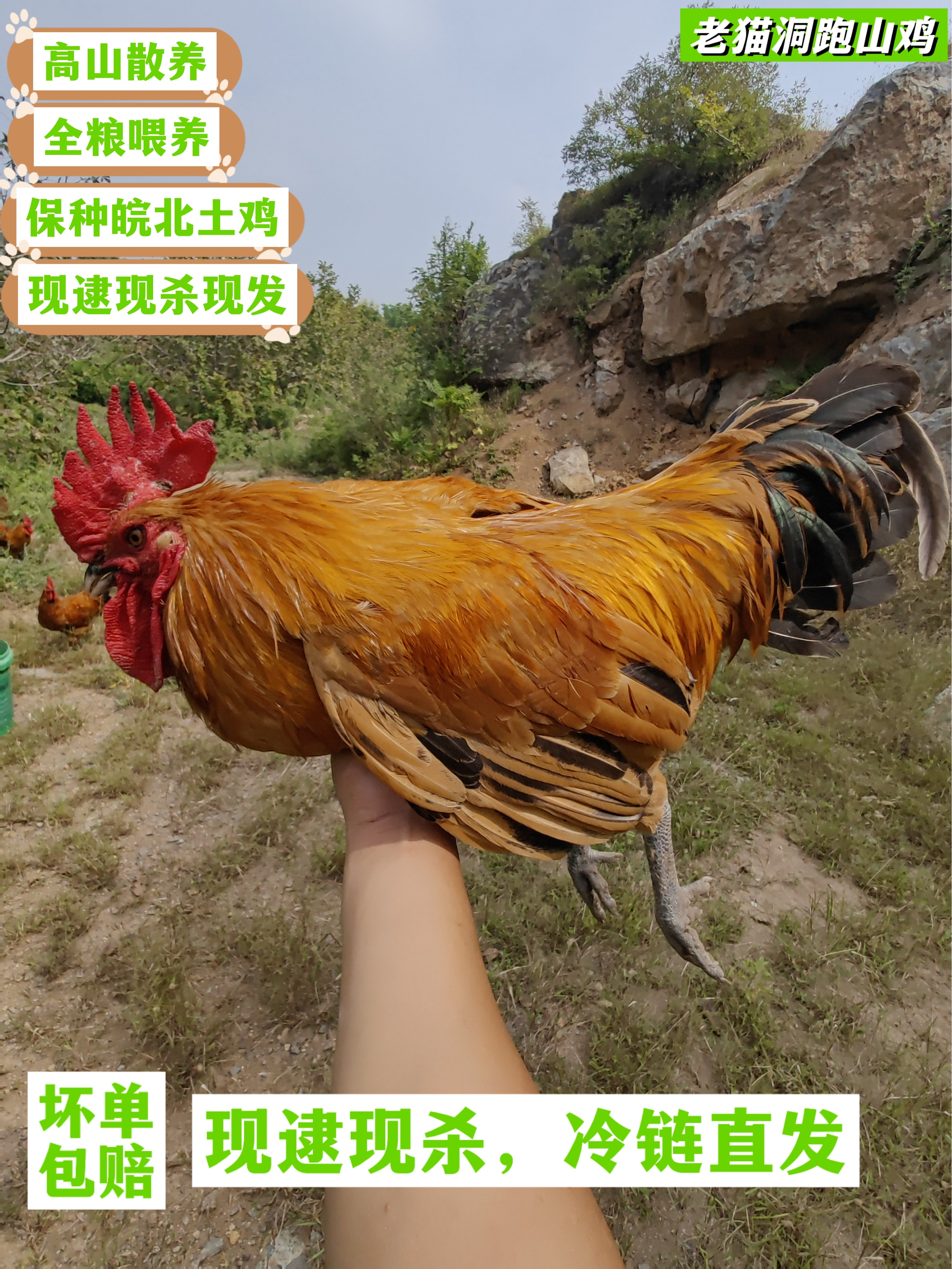 老猫洞跑山鸡公鸡