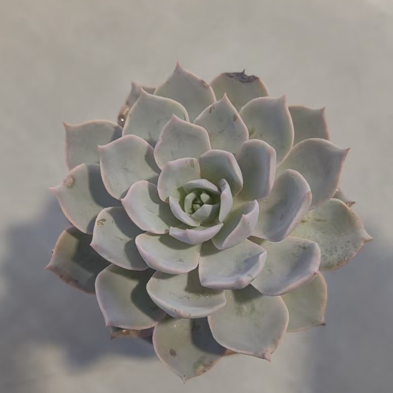 【蓝石莲】【带盆土发货】【满12元包邮】 办公室阳台多肉绿植量拍