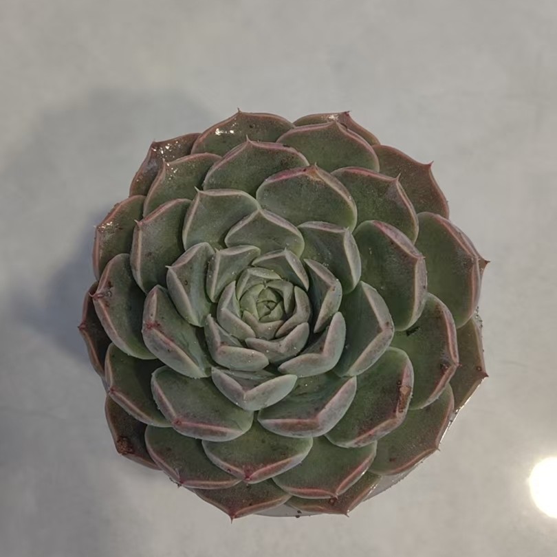 【海琳娜】【脱土发货】【满12元包邮】 办公室阳台多肉绿植量拍