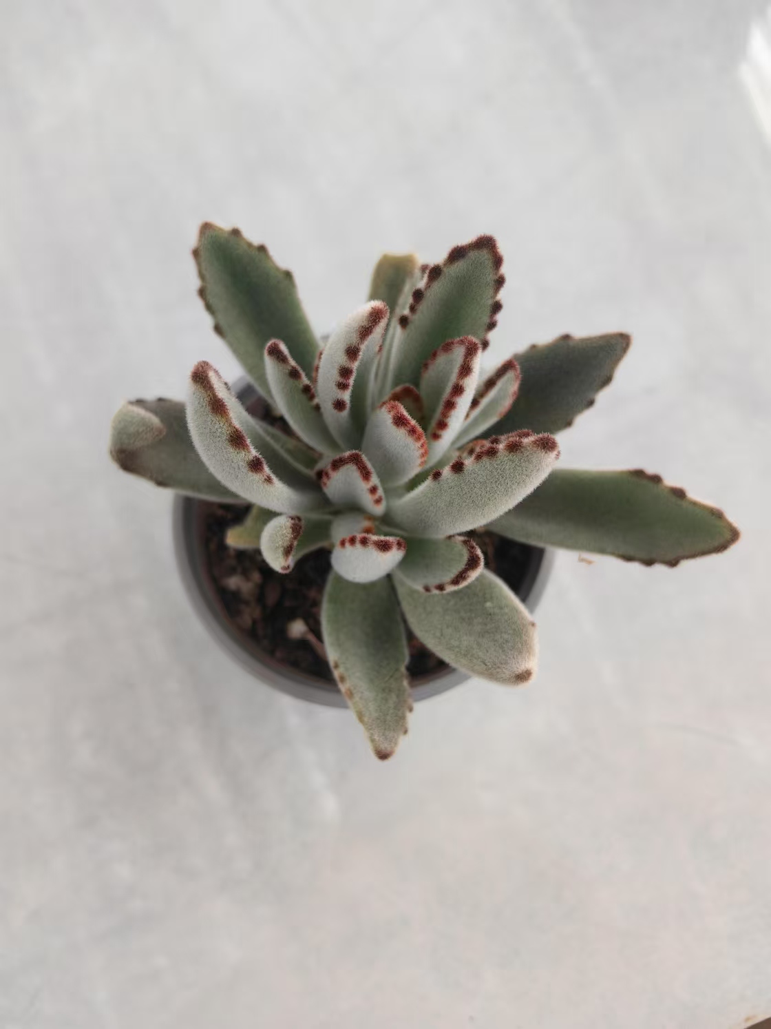 【白兔耳】【带盆土发货】【满12元包邮】 办公室阳台多肉绿植量拍