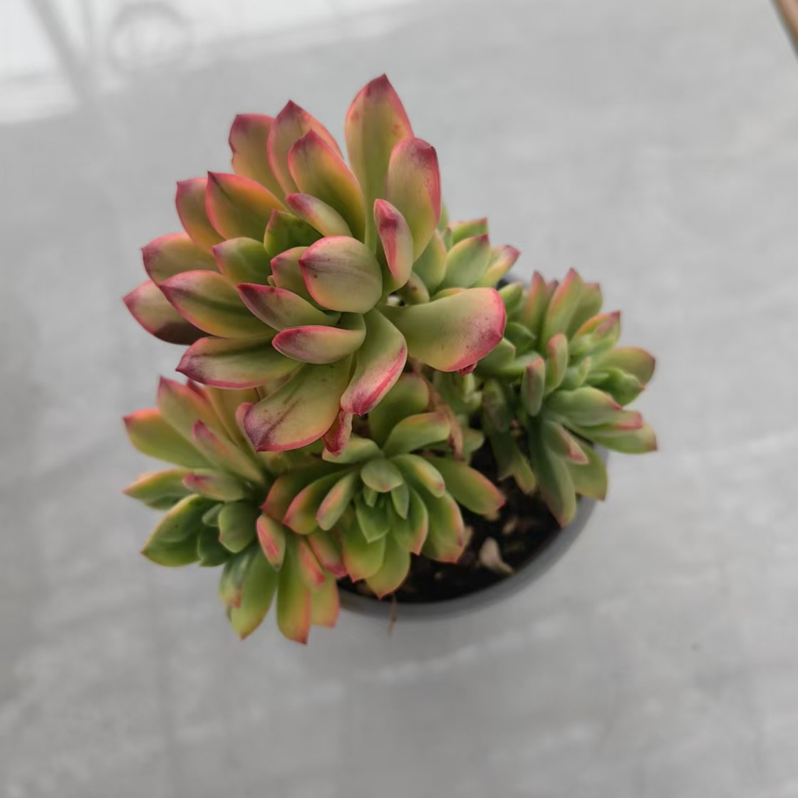 【小叮当锦】【带盆土发货】【满12元包邮】 办公室阳台多肉绿植量拍