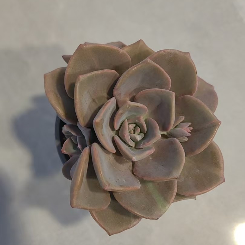 【彩虹糖】【脱土发货】【满12元包邮】 办公室阳台多肉绿植量拍