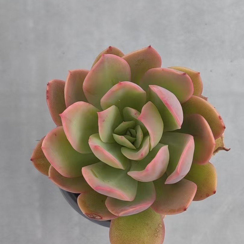 【绮罗】【带盆土发货】【满12元包邮】 办公室阳台多肉绿植量拍