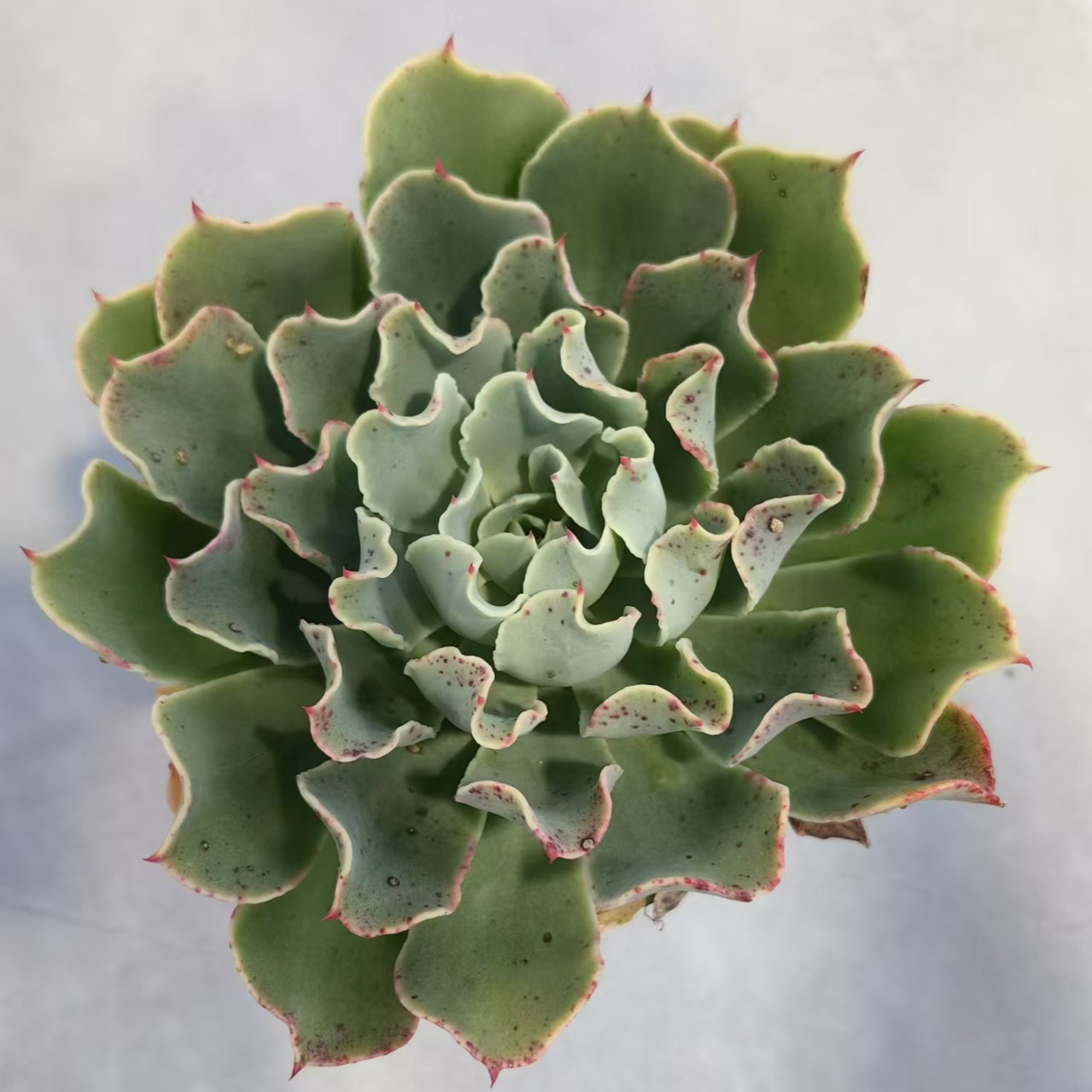 【海啸】【带盆土发货】【满12元包邮】 办公室阳台多肉绿植量拍