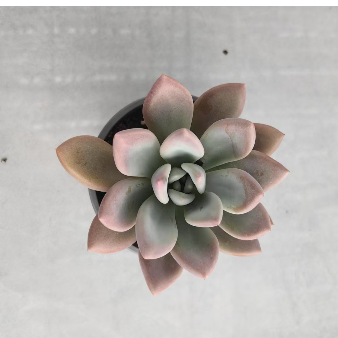 【奥普】【带盆土发货】【满12元包邮】 办公室阳台多肉绿植量拍