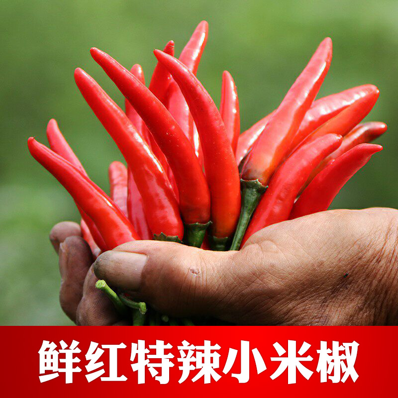 【小扬哥甄选】小米辣椒新鲜5斤特辣小米椒朝天椒超辣薄皮鲜红辣