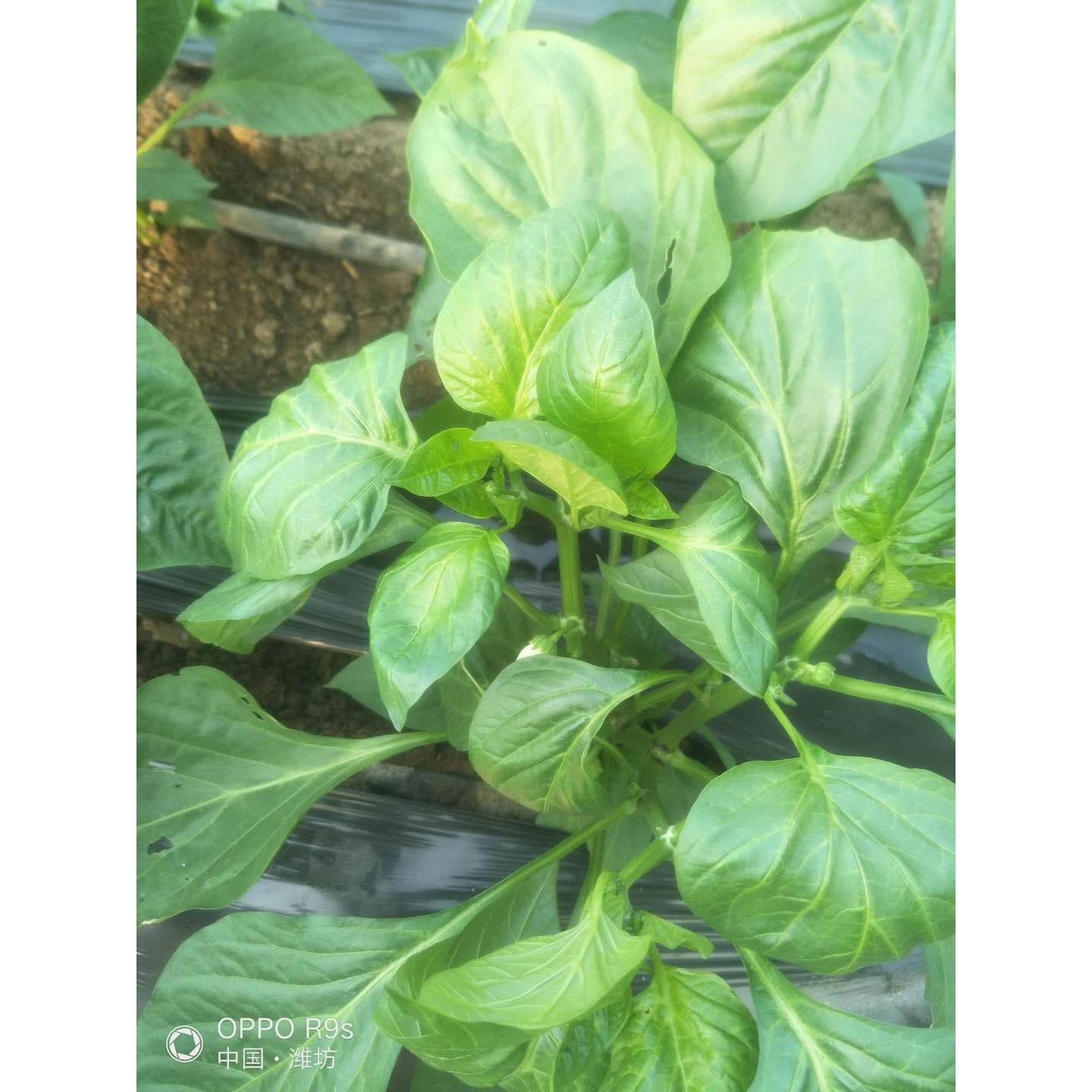 【小扬哥甄选】新鲜彩椒叶辣椒叶尖椒叶绿叶食用食用炒菜做咸菜