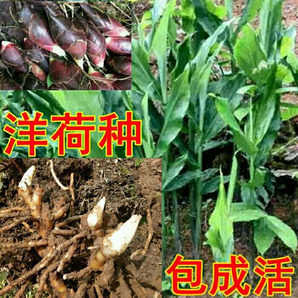 【小扬哥甄选】恩施阳荷种根 阳荷根 洋荷姜 洋火姜 阳霍姜元和姜