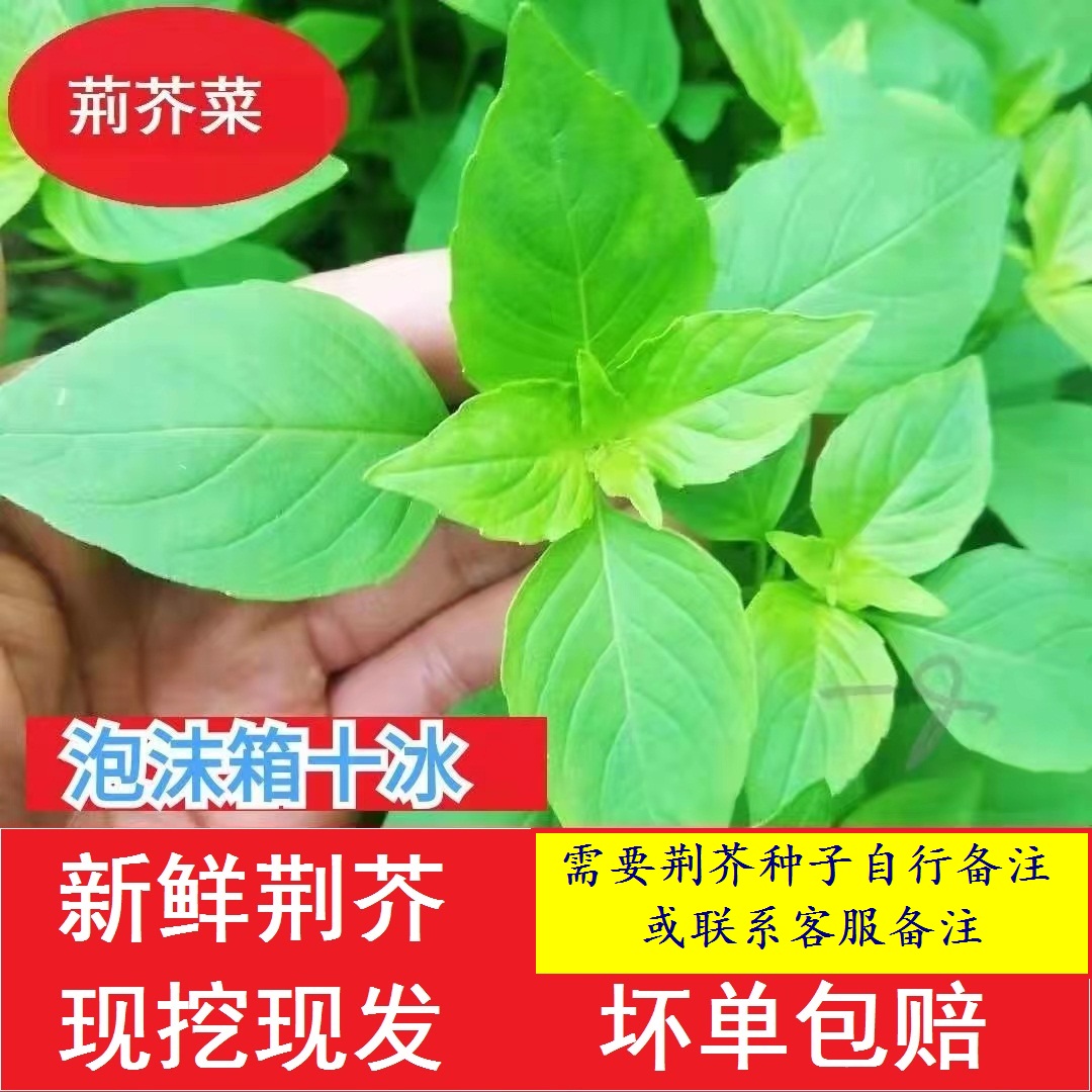 【小扬哥甄选】新鲜荆芥菜1斤河南大叶荆芥茎芥菜调味菜蔬菜现摘