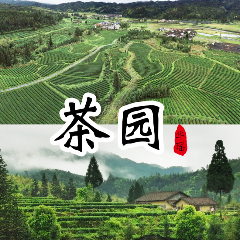 高山绿茶华瑶白毛茶乳源特产烘青绿茶一级茶礼盒装250g送礼佳品