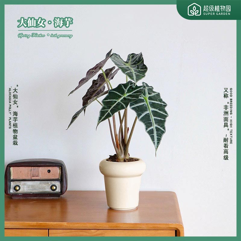 大仙女海芋观音莲植物盆栽室内客厅阳台盆景好养耐看高质感绿植