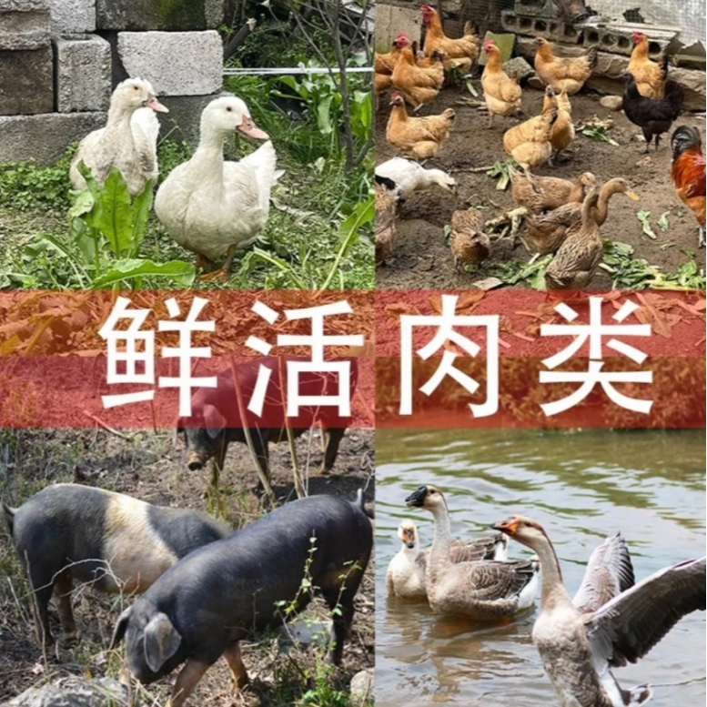 佬苗家三妹【生鲜】湘西新鲜跑山黑猪现称