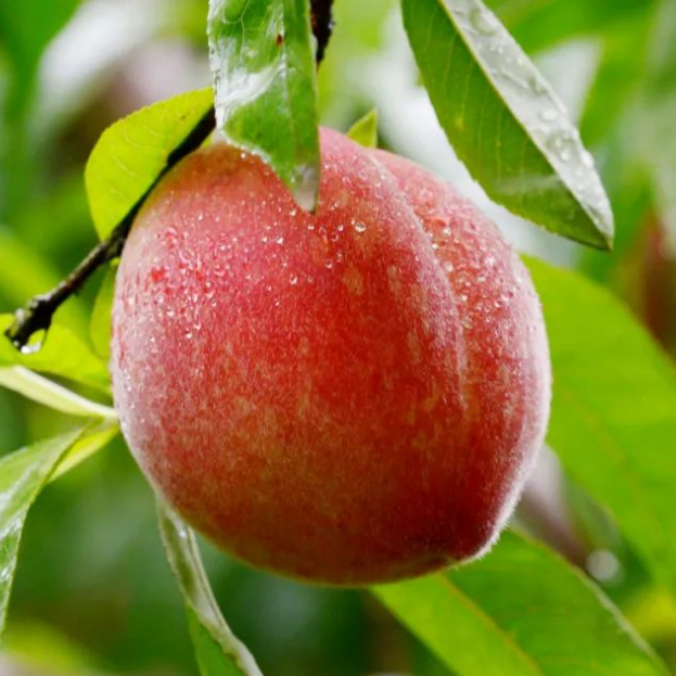 【桃树苗】嫁接黄桃红桃苗新品早熟晚熟大果耐寒盆栽地栽南北方种